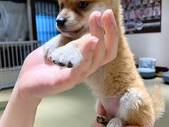 -逗柴咖啡屋·狗咖猫咖宠物桌游