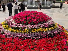 -洛阳郁金香牡丹园