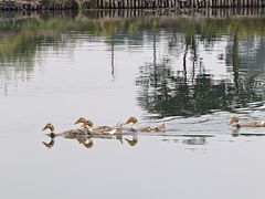 -水岸居湖景农家乐·阳澄湖大闸蟹