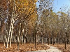 -东郊湿地公园
