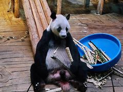 -深圳野生动物园