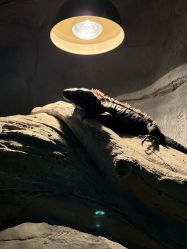 -Zoolung Zoolung动物主题公园(海信广场店)