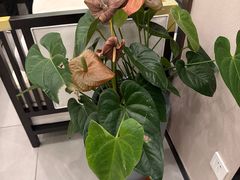 -正清和·推拿养生(二七广场店)