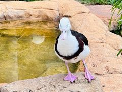 -费瑟代尔野生动物园