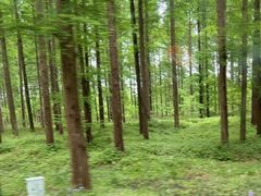 -黄海国家森林公园