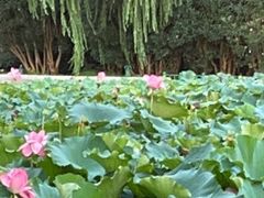 -黄兴公园