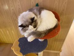 -猫腻·猫咖·撸猫馆(星光大道店)