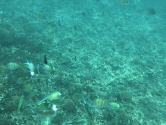 -东姑阿都拉曼海洋公园