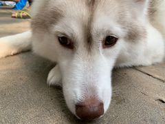 -TrueLove @ Neverland (Husky Cafe)