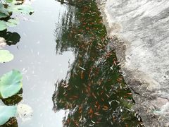 景点-紫荆山公园