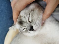 -鼓捣猫呢主题猫咖店