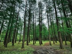 -上海共青森林公园