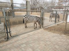 -石家庄市动物园