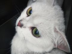 -PETKIT 小佩宠物·低压洗护·美容·寄养(安远店)