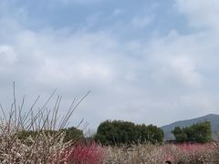 -香雪海