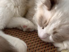 -安安宠医宠物医院·异宠·犬猫内科(岳阳分院)