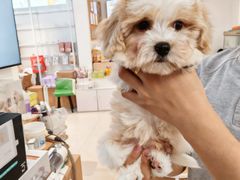 -翊宠yipet猫狗购宠庄园犬舍•猫舍