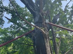 -上海佘山国家森林公园天马山园