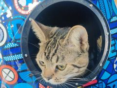 -中农大我爱我爱动物医院·核磁CT·猫病·24小时夜诊中心(石佛营店)