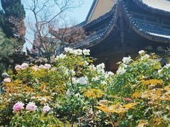 -龙华寺