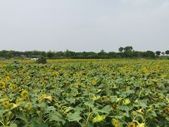 -上海杨姆庄园