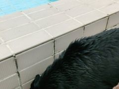 -趣玩宠物乐园寄养训犬训狗游泳池