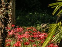 -杭州植物园