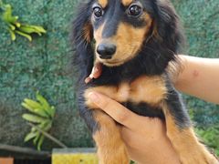 -翊宠yipet猫狗购宠庄园犬舍•猫舍