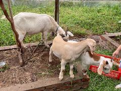 -马陆小张葡萄园农家乐