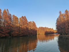 -上海海湾国家森林公园