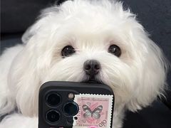 -萌宠之家·腊肠犬·马尔泰·小体犬舍