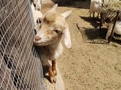 -石家庄市动物园