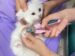 -康旭宠物医院(郑州总院)