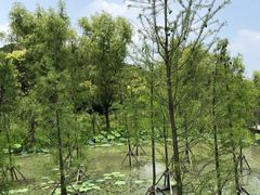 -昆山城市生态森林公园