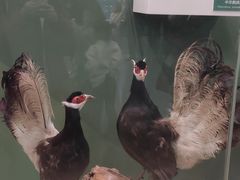 -国家自然博物馆