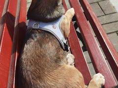 -万博宠物医院·手术·诊疗(未央凤城五路店)