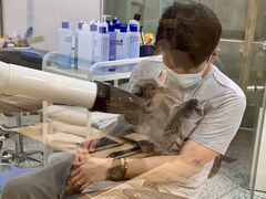 -momokira米努特·德文卷毛猫·棉花面纱犬