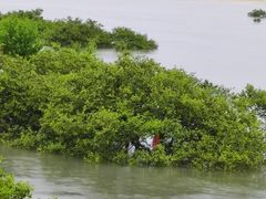 -北海金海湾红树林生态旅游区