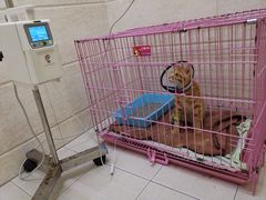-瑞鹏宠物医院·内科·中兽医·骨科(苗圃店)