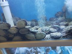 -泮金大塘(北二七路店)