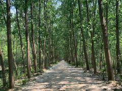 -合肥滨湖国家森林公园