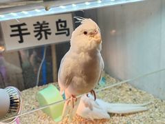 -青石桥花鸟鱼虫市场(叠翠城店)