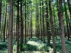-日照海滨国家森林公园