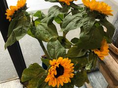 -囿面传统制面馆(中央路店)