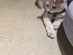 -逗柴咖啡屋·狗咖猫咖宠物桌游