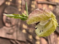-广州神农草堂中医药博物馆