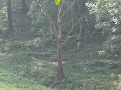 -合肥野生动物园
