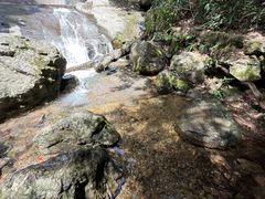 -天目山大树王景区