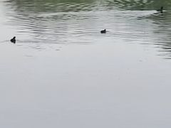-丁香湖公园