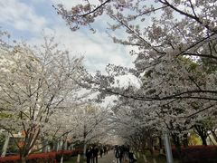-高东镇樱花园